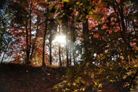 Wooded area in Fall with sunlight coming through the trees